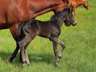 Mia Eclipse Drift JW <BR>AQHA 6371303